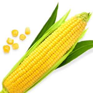 Corn