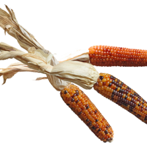 inidna-corn