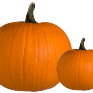 pumpkins