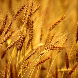 wheat_field_background-wide-1024x640